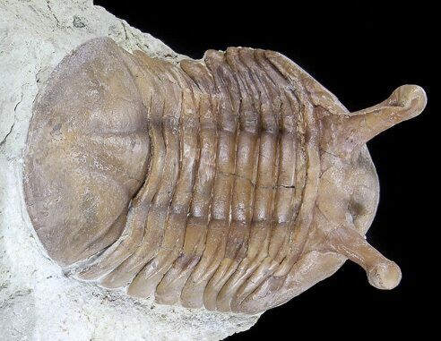 Asaphus Kowalewskii Trilobite With Stalk Eyes #74023